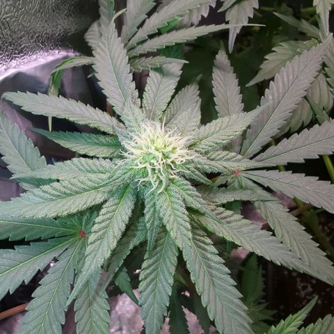 Lemon OG #1 growlog timeline photo