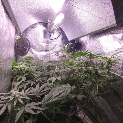 Lemon OG #1 growlog timeline photo