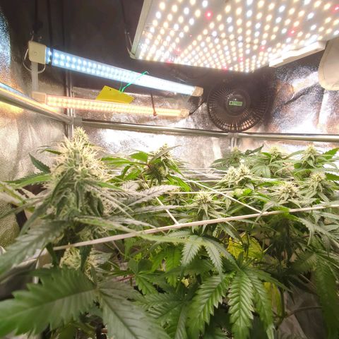 Blauer hengst growlog timeline photo