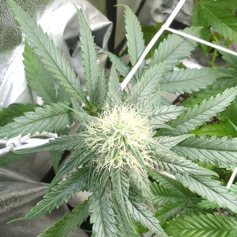 Blauer hengst growlog timeline photo