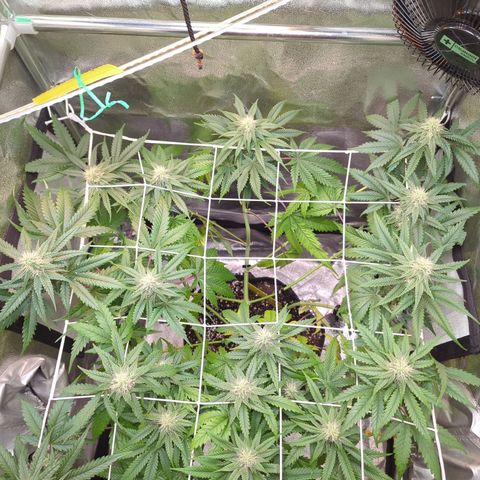 Blauer hengst growlog timeline photo