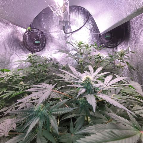 Lemon OG #1 growlog timeline photo