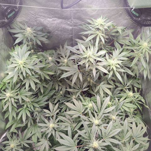 Lemon OG #1 growlog timeline photo