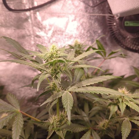 Lemon OG #1 growlog timeline photo