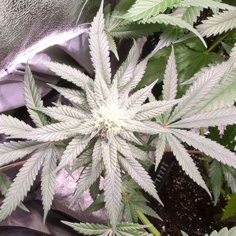 Lemon OG #1 growlog timeline photo