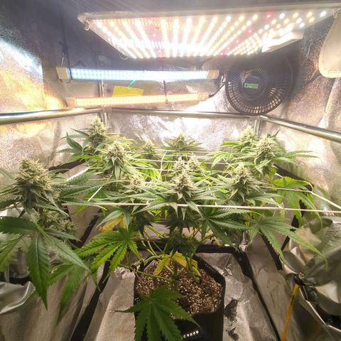Blauer hengst growlog timeline photo
