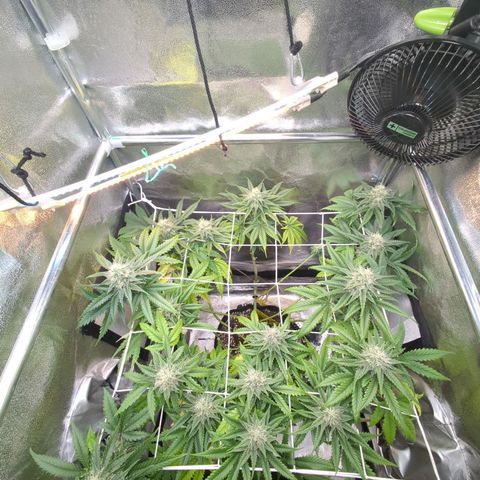Blauer hengst growlog timeline photo