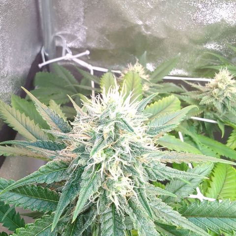 Blauer hengst growlog timeline photo