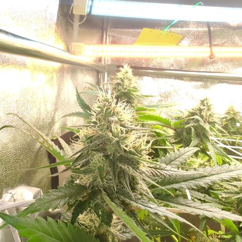 Blauer hengst growlog timeline photo