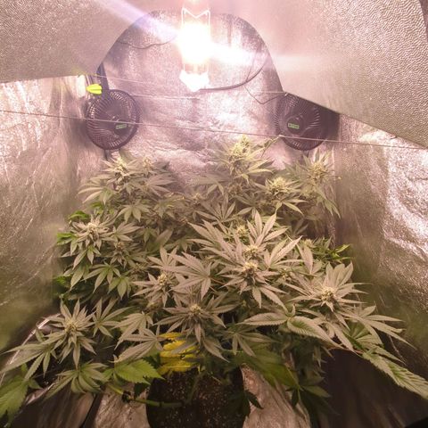 Lemon OG #1 growlog timeline photo