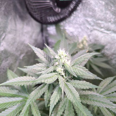 Lemon OG #1 growlog timeline photo