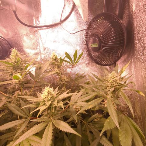 Lemon OG #1 growlog timeline photo