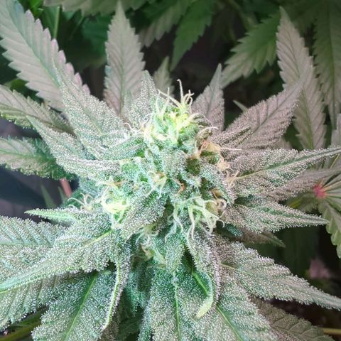 Lemon OG #1 growlog timeline photo