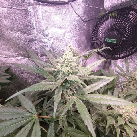 Lemon OG #1 growlog timeline photo