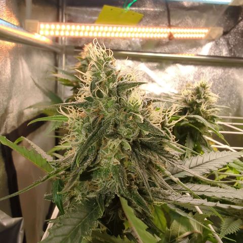 Blauer hengst growlog timeline photo