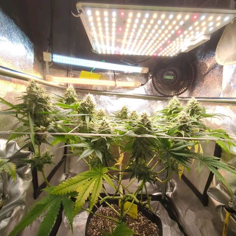 Blauer hengst growlog timeline photo