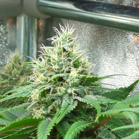 Blauer hengst growlog timeline photo