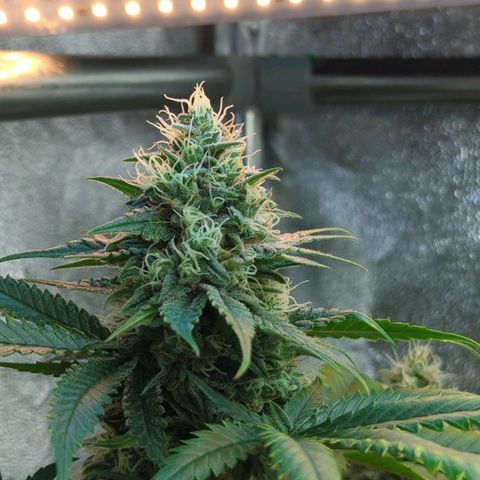 Blauer hengst growlog timeline photo