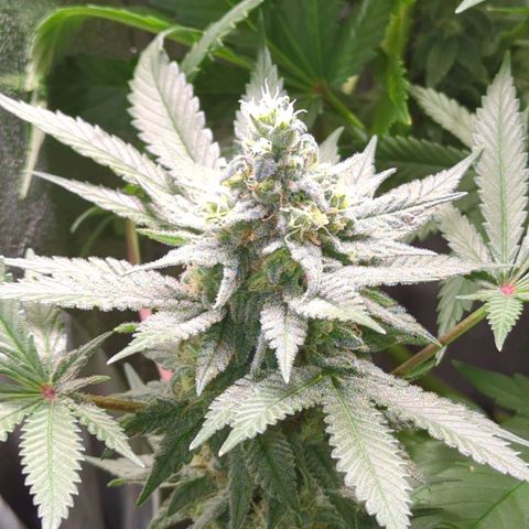 Lemon OG #1 growlog timeline photo