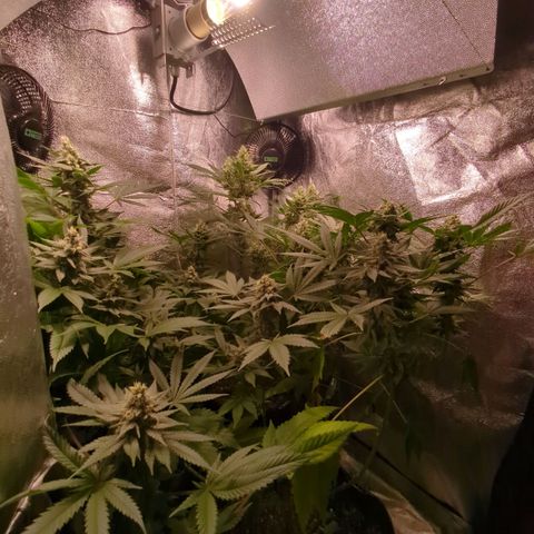 Lemon OG #1 growlog timeline photo