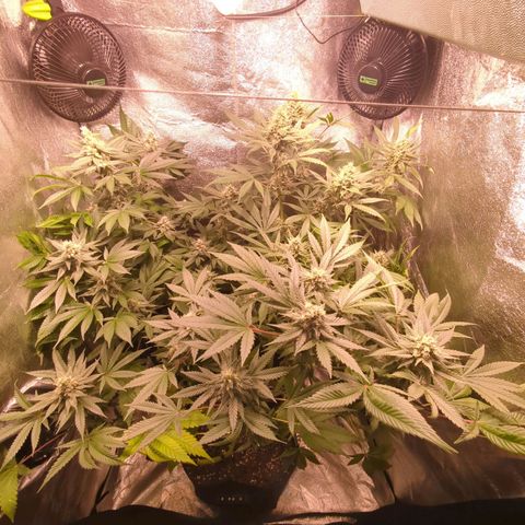 Lemon OG #1 growlog timeline photo
