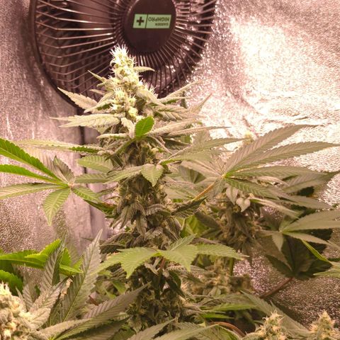 Lemon OG #1 growlog timeline photo