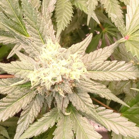 Lemon OG #1 growlog timeline photo