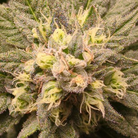 Lemon OG #1 growlog timeline photo