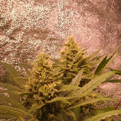 Lemon OG #1 growlog timeline photo