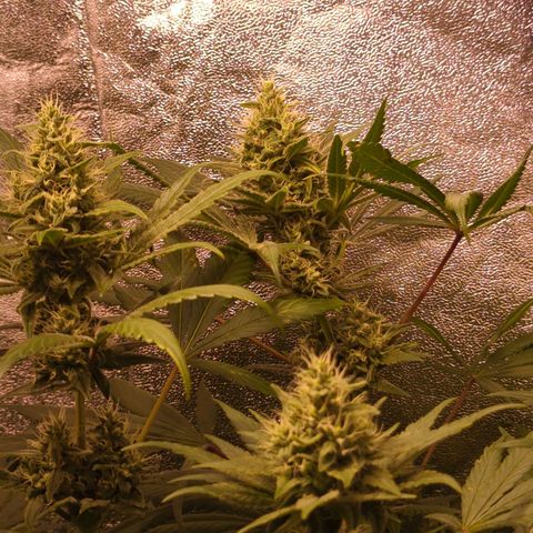 Lemon OG #1 growlog timeline photo