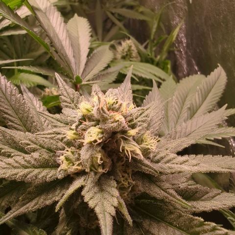 Lemon OG #1 growlog timeline photo