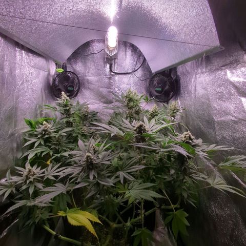 Lemon OG #1 growlog timeline photo