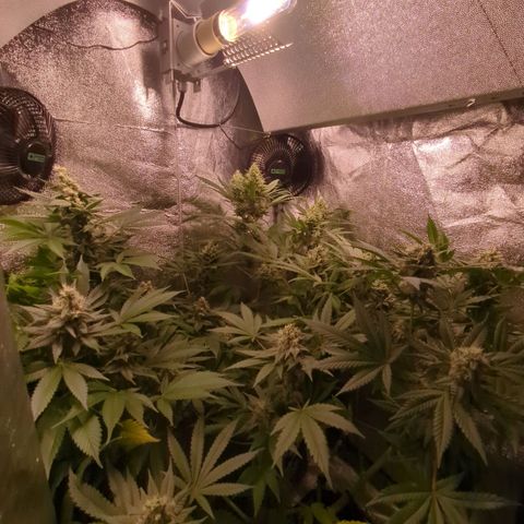 Lemon OG #1 growlog timeline photo