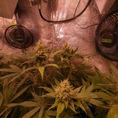 Lemon OG #1 growlog timeline photo