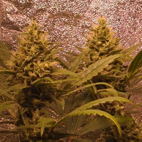 Lemon OG #1 growlog timeline photo
