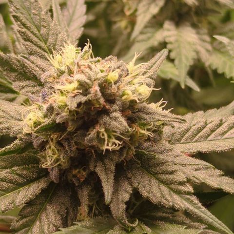 Lemon OG #1 growlog timeline photo
