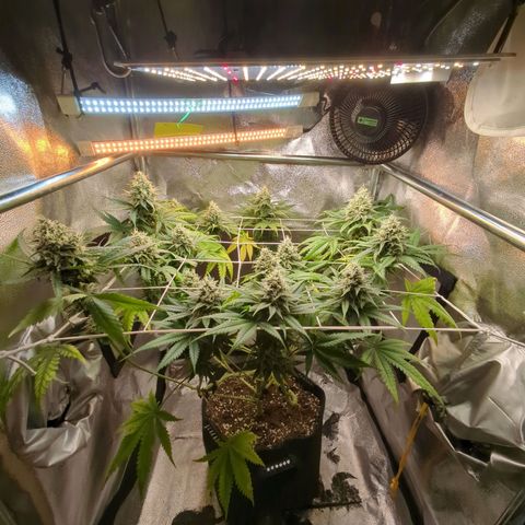 Blauer hengst growlog timeline photo