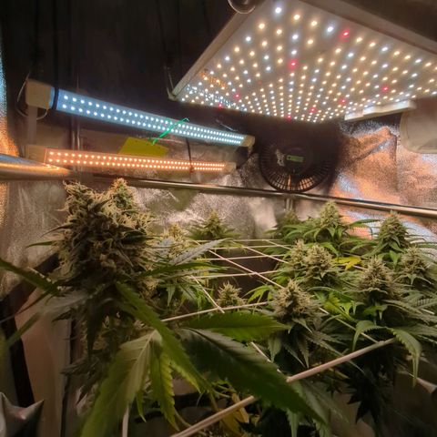 Blauer hengst growlog timeline photo