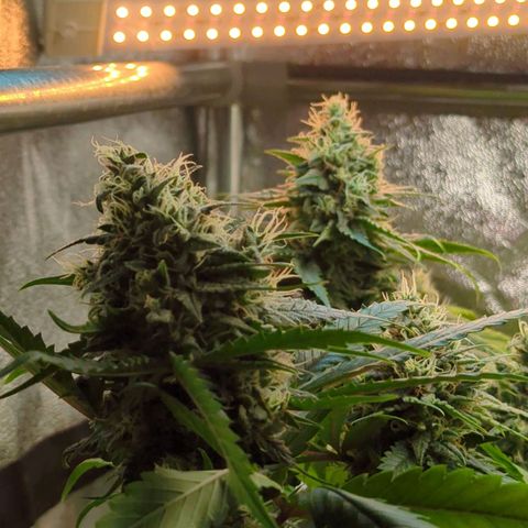 Blauer hengst growlog timeline photo