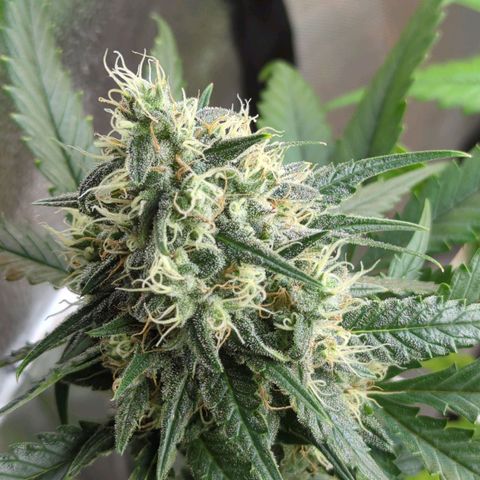 Blauer hengst growlog timeline photo