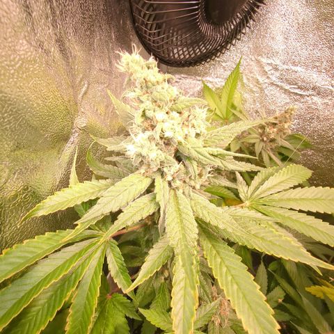 Lemon OG #1 growlog timeline photo