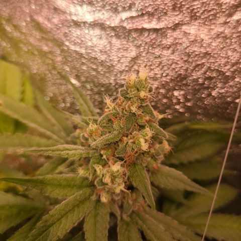 Lemon OG #1 growlog timeline photo