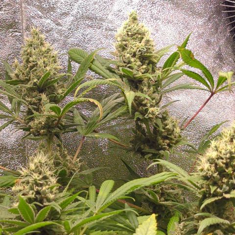 Lemon OG #1 growlog timeline photo