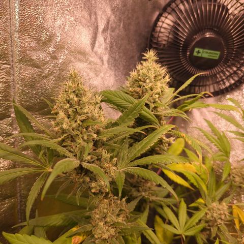 Lemon OG #1 growlog timeline photo