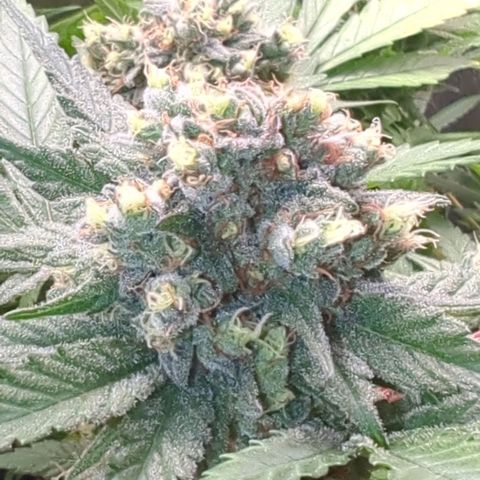 Lemon OG #1 growlog timeline photo