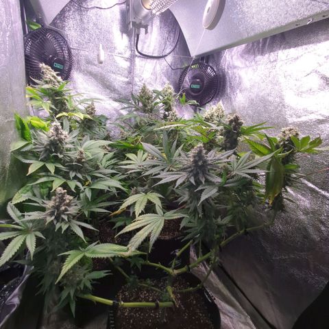 Lemon OG #1 growlog timeline photo