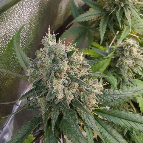 Blauer hengst growlog timeline photo