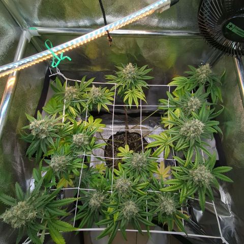 Blauer hengst growlog timeline photo
