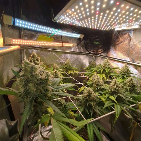 Blauer hengst growlog timeline photo