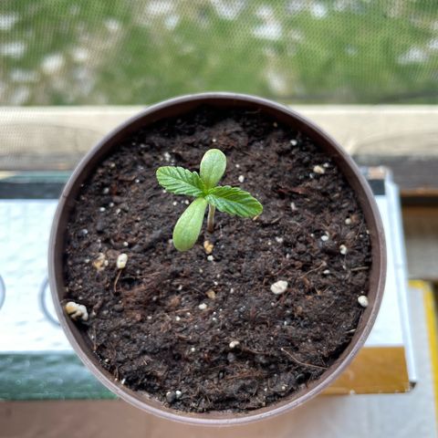 Skywalker OG Auto #1 growlog timeline photo